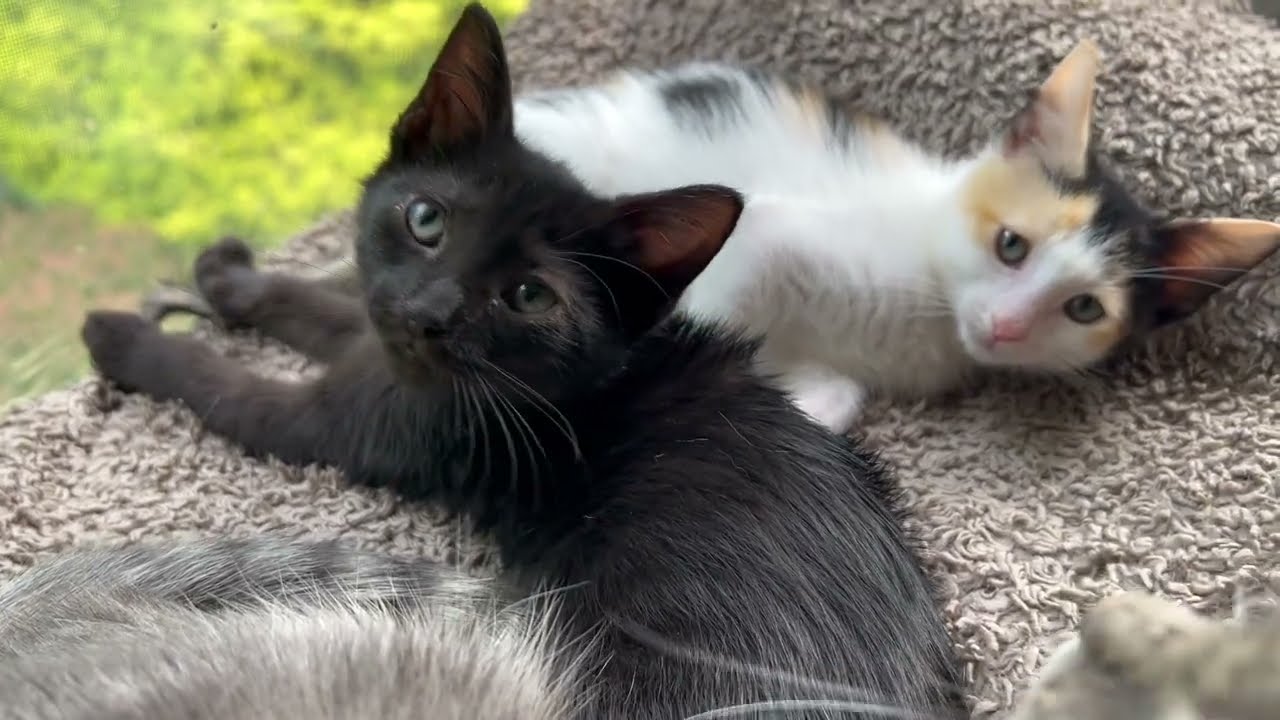DOLLY (she's a gem), an adopted mixed breed in New Milford, CT video 6/6