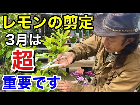 鉢植えのレモンの木はどのくらいの温度に耐えることができますか?冬に取り込んだほうがいいでしょうか？  庭園