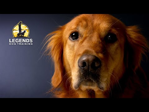 Reactivity Towards People: Barking, Jumping, Fear and Hyperactivity playlist