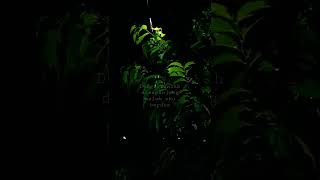 Download lagu MENTAHAN VIDEO AESTHETIC  BUAT QUOTES TIKTOK mp3