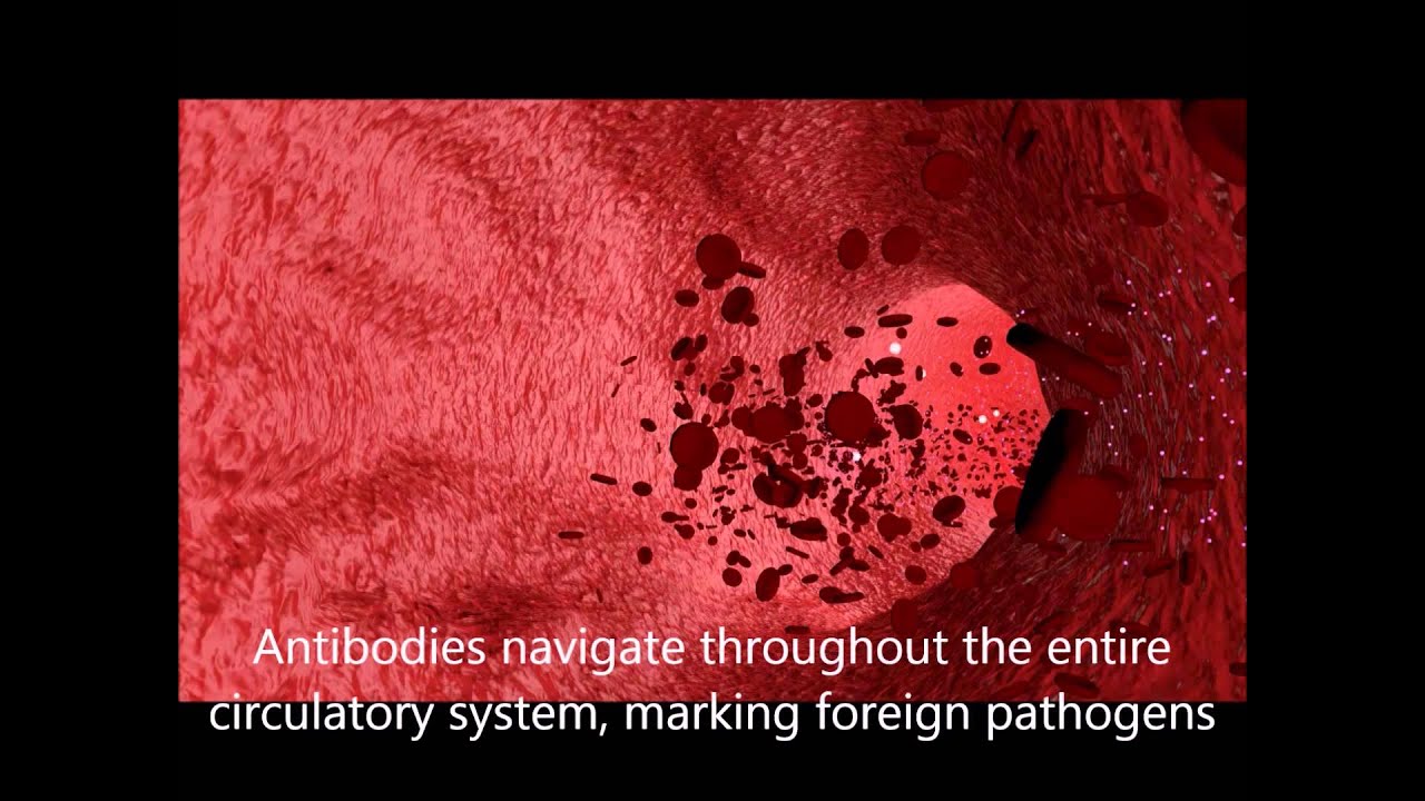 Bacteremia: Blood-Borne Infectious Disease - YouTube