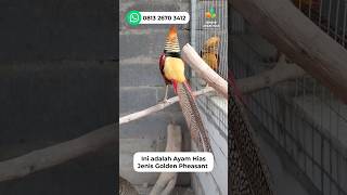 Download lagu Inilah Pakan Ayam Hias Golden Pheasant #goldenpheasant #pheasant #ayamhias mp3 Download lagu Inilah Pakan Ayam Hias Golden Pheasant #goldenpheasant #pheasant #ayamhias mp3