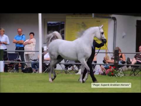 "Profender KA" by "QR Marc".