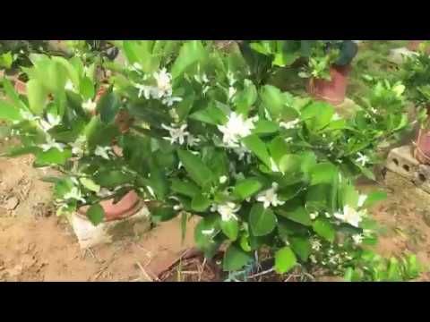 QUẤT RA HOA VÀO TẾT 2020