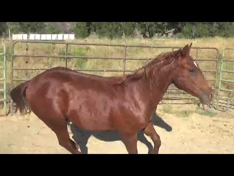 2020 Sannman Colt  LiL Sann Lot of Lena (Quixote N Smart)