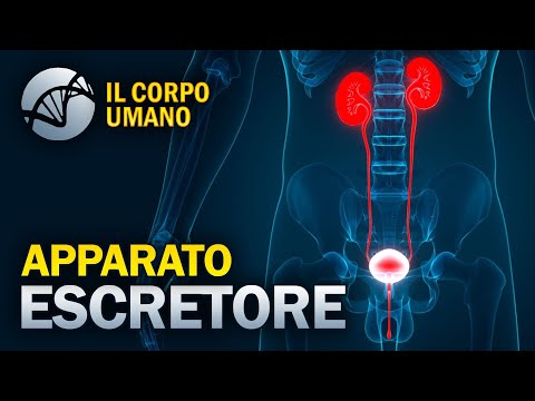Apparato Escretore (Apparato Urinario) - Il Corpo Umano