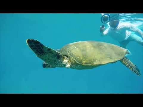 Discover the Magic of Waikiki Beaches in Honolulu