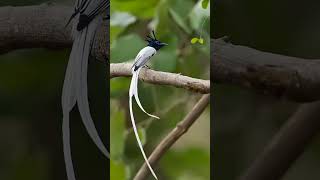 Download lagu burung tali pocong #hewanunikdanmenarik #hewan mp3 Download lagu burung tali pocong #hewanunikdanmenarik #hewan mp3