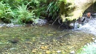 Mill Creek 1st Trout Spot