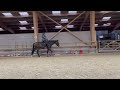 Vivamos Hongre Oldenburg 3 ans