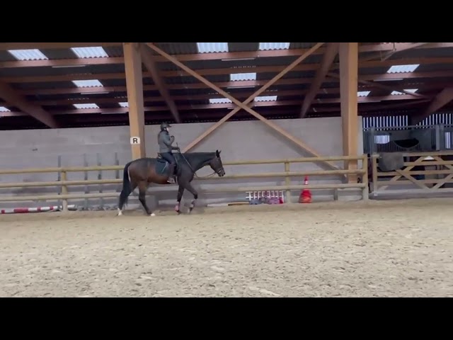 Vivamos Hongre Oldenburg 3 ans