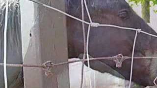 Especially A Paint - Corb Lund