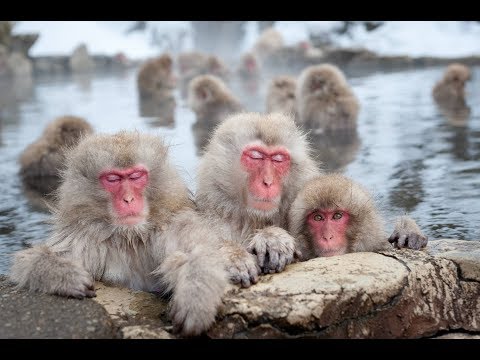 Bellezze al bagno: i macachi giapponesi alle terme di Nagano. :)
