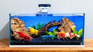 I Built a PARADISE for My Shrimp… (You Won’t Believe How It Turned Out!)