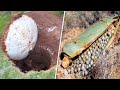 If You Ever See This On Your Backyard Ask For Help To Remove It