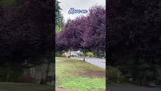 Crimson King Maples 🍁