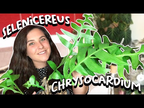 , title : 'How To Care For Selenicereus Chrysocardium | Fern Leaf Cactus Plant'