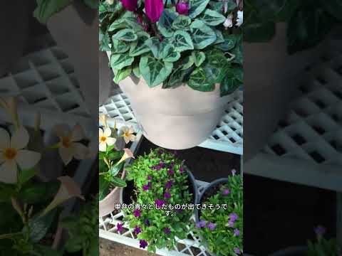 灰が好きな植物は何ですか?完全なガイド  庭園