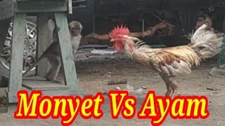 Download lagu Monyet Vs Ayam mp3 Download lagu Monyet Vs Ayam mp3