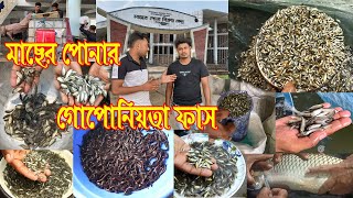 ধানি পোনা এবং ক্যাটফিস মাছের পোনার গোপোন তথ্য ফাস।যেনে নিন সব ধরনের ধানিপোনার সঠিক দাম।পোনা বিক্রেতা