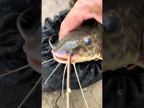 rio dos bois #pescacombambu #pescasub #fish #fishing #pescaria #barcopesqueiro #rivercrab #turtle