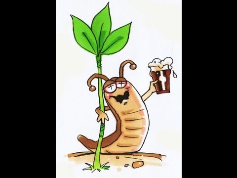 How To Make A Slug Trap With Beer