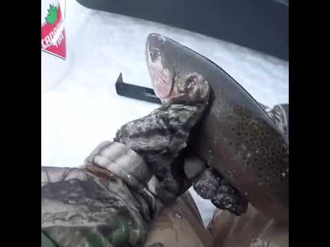 Chrome Candy Fishing! #Shorts