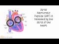 Anatomie Und Physiologie Endokrines System Atriales Natriuretisches Peptid ANP V2 0