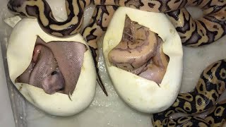 BABY BALL PYTHON CLEAN UP! AND PETALS & SCALES RAFFLE!