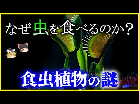 カトプシス・ベルテロニアナについて詳しく解説