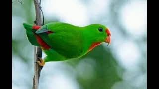 Download lagu huni ni happy, huni ng pangating kulasisi,serindit,hanging parrot. suara panggilan terbaik mp3