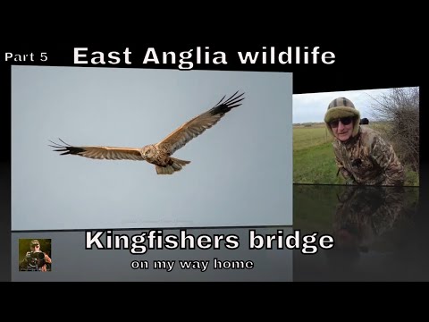 East Anglian wildlife photography part 5