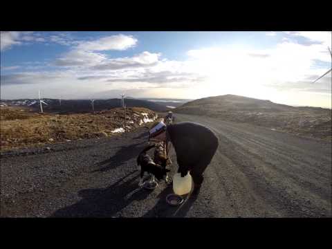 Hundekjøring på Stord