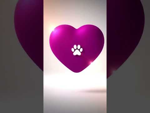 Vídeo de tem 5 gatinhos tem amarelinhos e uma pretinha e uma rachadinha