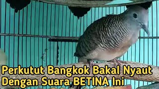 Download lagu Perkutut BETINA memanggil Jantan Suara Bagus Buat Pancingan Perkutut Bangkok Jantan mp3
