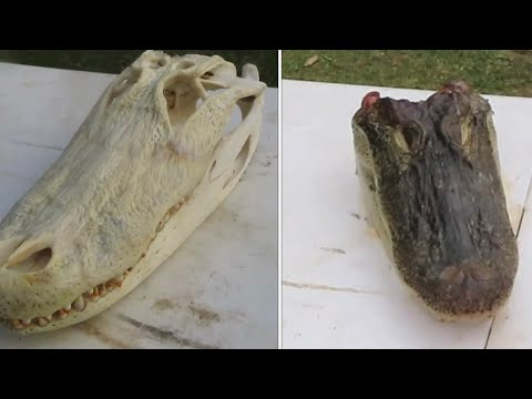 HOW TO SKULL/EURO MOUNT A GATOR HEAD