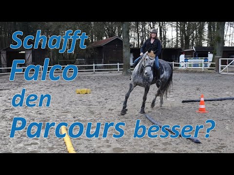 Schafft Falco den Parcours besser als Bourbon? Vicky will's wissen!