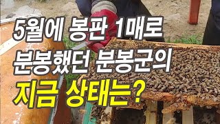5월에 봉판 1매로 분봉했던 분봉군의 지금 상태는?