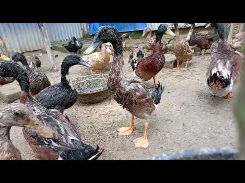 How to Raising Millions of Duck on Rice Field For Meat - Free range Duck Farming Technique 1