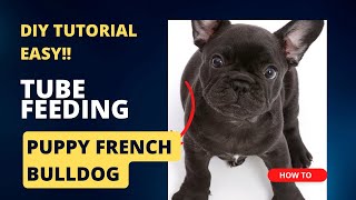 How to tube feed newborn puppies- puppy french bulldog DIY tube feeding