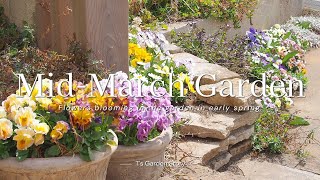 《3月中旬のガーデンツアー》各花壇の開花状況＊真冬に植えた花の3ヵ月後《T's Gardenのガーデニング》