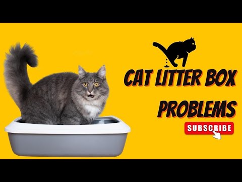 How to prevent litter box problems in cats