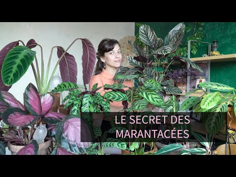 , title : 'TOUT SUR LES MARANTACéES |  PRAYER PLANTS'