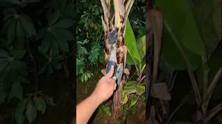 Download lagu Siapa sangka tidurnya seperti ini #shortviral #nature mp3 Download lagu Siapa sangka tidurnya seperti ini #shortviral #nature mp3