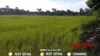 បងដើរកាត់ព្រៃ អមដោយទេសភាពស្រស់បំព្រង ច្រៀងដោយ សួស សងវាចា