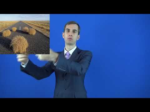 перекати-поле