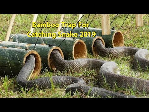 Amazing DIY Snake Trap Technology - How to Make Bamboo Snake Trap 2019
