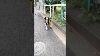 久しぶりにパパとのお散歩が楽しいフレブル