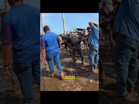 SAN Rafael cedros Tiangue