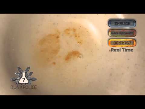 6-APB Succanate - Ehrlich Reagent - Normal Test Kit - Bunk Police